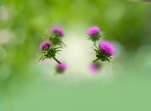 Milk thistle oil
