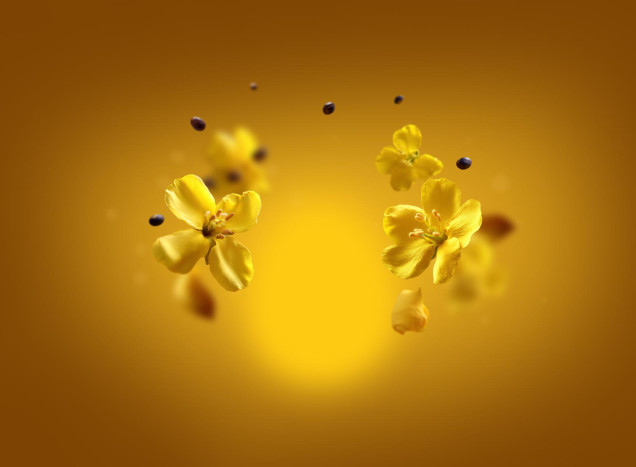 Rapeseed oil