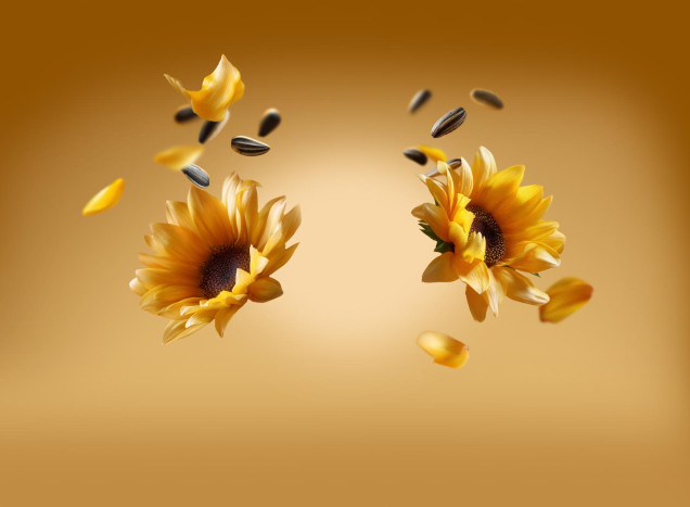 Organic sunflower seed oil